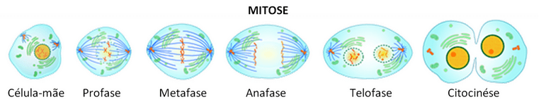 Mitose