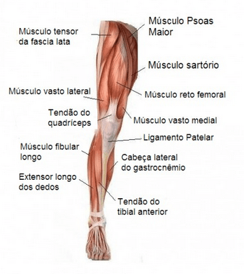 Músculo da Perna