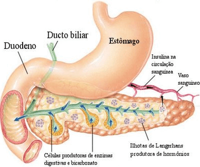 Pâncreas