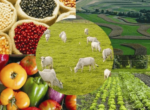 Pecuária e Agropecuária no Brasil