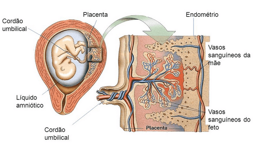 Placenta