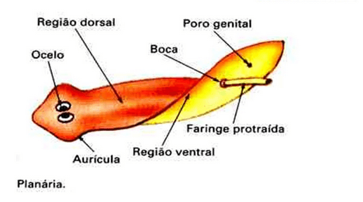 Planária