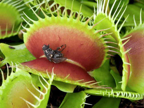 Planta Carnivora do gênero Dionaea