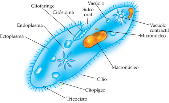 Protozoários