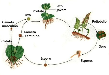 Reprodução das Plantas - Cola da Web