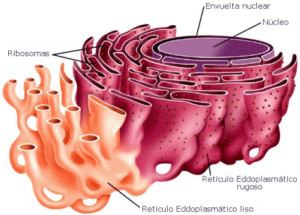 Retículo Endoplasmático - Cola da Web