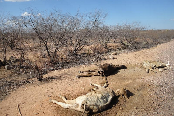 Seca no Nordeste