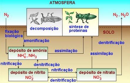 Como ocorre o Ciclo do Nitrogênio