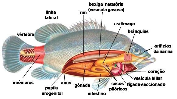 Anatomia de um peixe