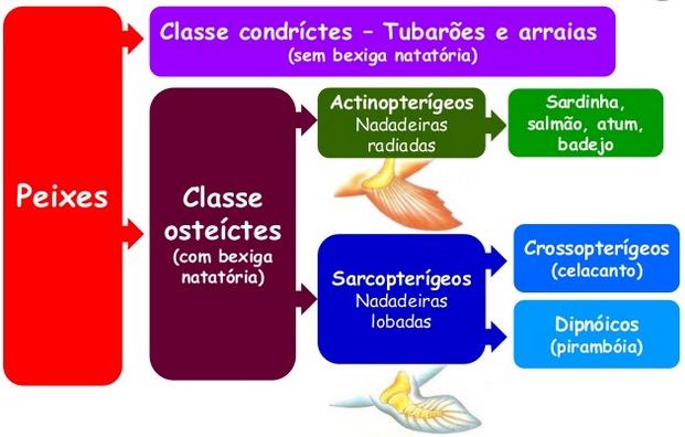 Classificação dos peixes