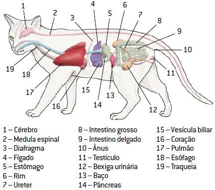 Mamífero.