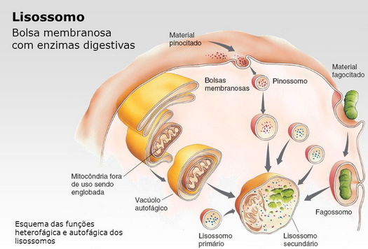 Citoplasma e suas organelas - biologia Lisossomos Resultado de imagem para Lisossomos