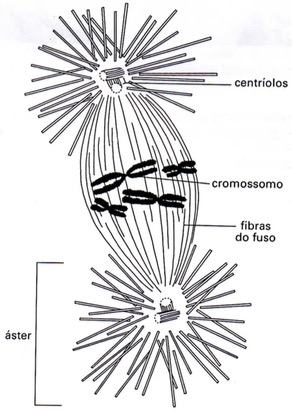 Esquema de um centríolo durante a divisão celular