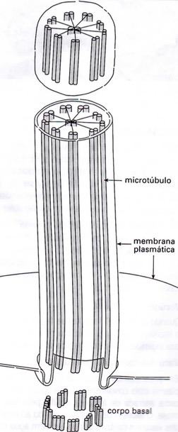 Esquema de cílios e flagelos