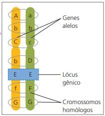 Conceitos de genética.