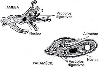 Como ocorre a digestão intracelular