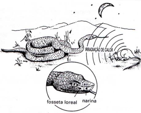 como as serpentes peçonhentas percebem suas presas
