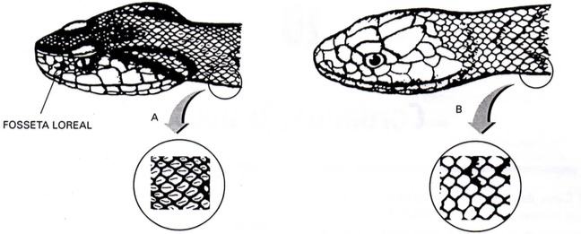 Diferença entre serpentes peçonhentas e não peçonhentas