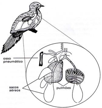 Trocas gasosas das aves