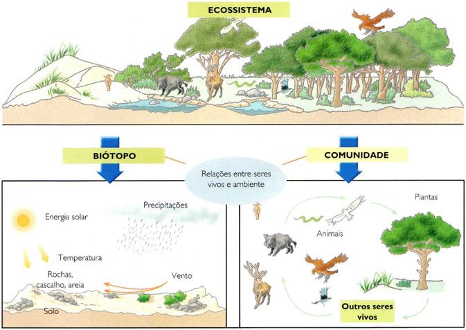 Ecossistema, biótopo e comunidade