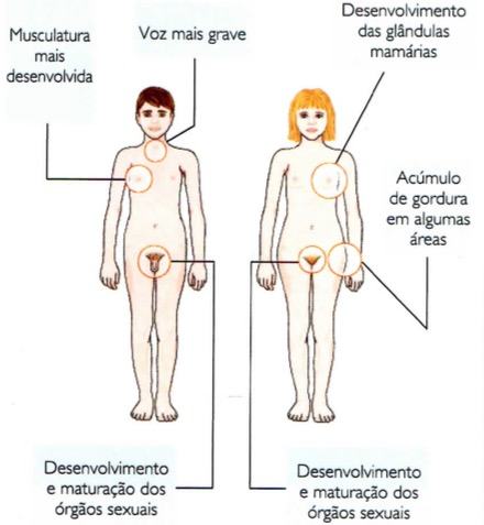 Mudanças durante a puberdade