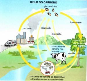 Esquema Ilustrado do ciclo do carbono