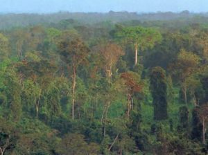 Floresta Amazonica