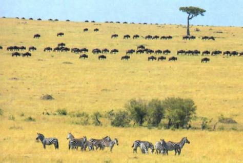 Savana africana