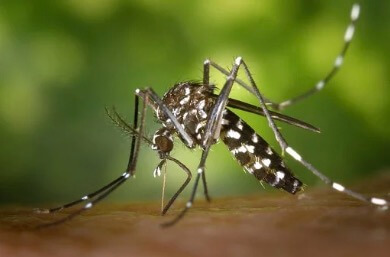 Mosquito da dengue picando uma pessoa.