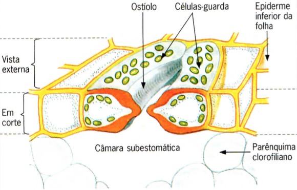 O estômato