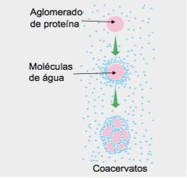 Geração dos coacervatos: primeiro ser vivo