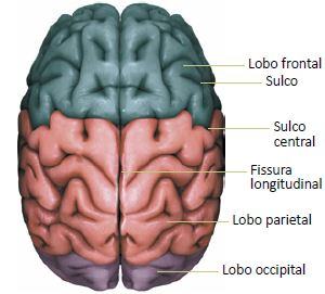 Figura detalhando os hemisférios cerebrais.