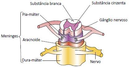 Figura ilustrando a medula espinhal.