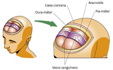 Figura ilustrando as meninges da medula espinhal.