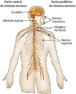 Figura detalhando os nervos do corpo humano.