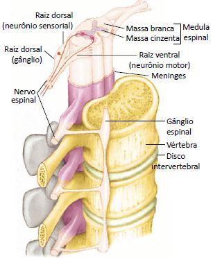 Medula espinhal, coluna vertebral e os nervos.