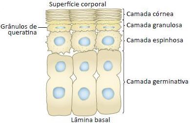 Esquema da pele humana.