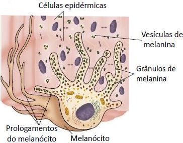 Melanócito da pele humana.