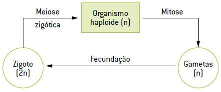 Ciclos de vida.