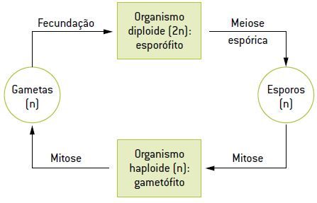 Ciclos de vida.