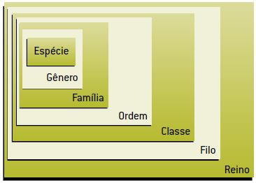 Categorias taxonômicas