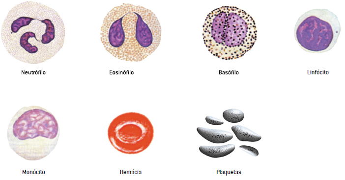 Elementos figurados do sangue humano.