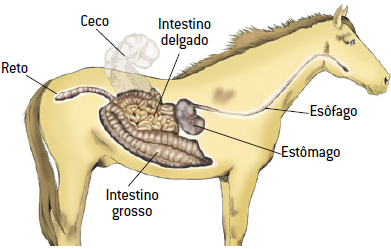 Digestão do cavalo.