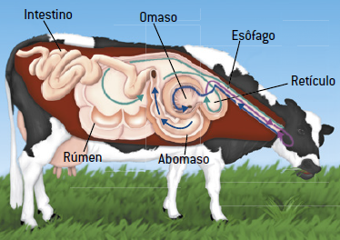 Digestão da vaca.