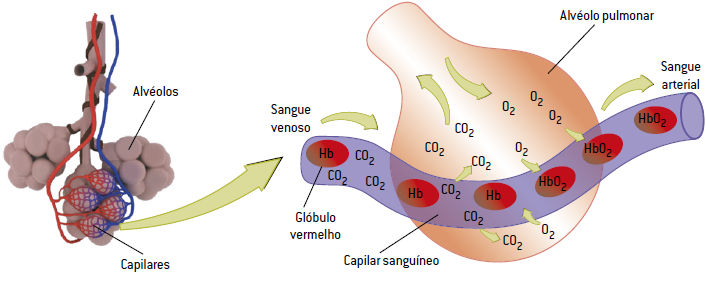 Como funciona a hematose.