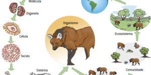 Níveis de Organização dos Seres Vivos