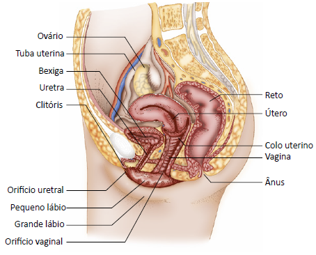 Partes do sistema genital feminino.