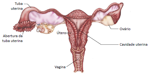 Sistema genital feminino.