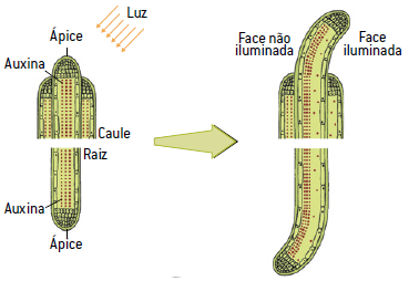 Movimento vegetal fototropismo.