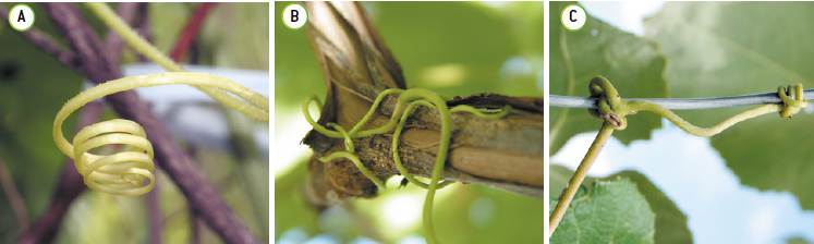 Movimento vegetal tigmotropismo.